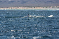 Humpback whale, a real bonus